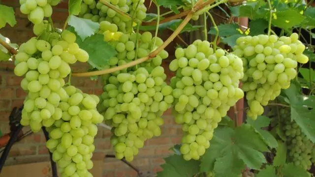 Treatment of grapes with boric acid: before flowering, from peas, for ovaries, proportions