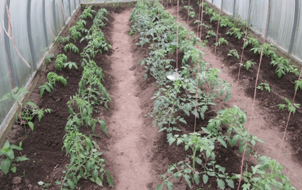 Treatment of gray rot on tomatoes