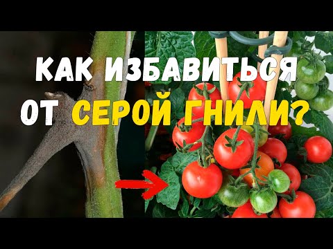 Treatment of gray rot on tomatoes