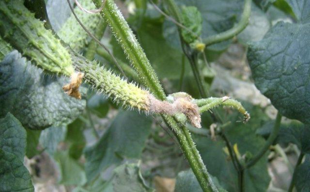 Treatment of gray rot on tomatoes