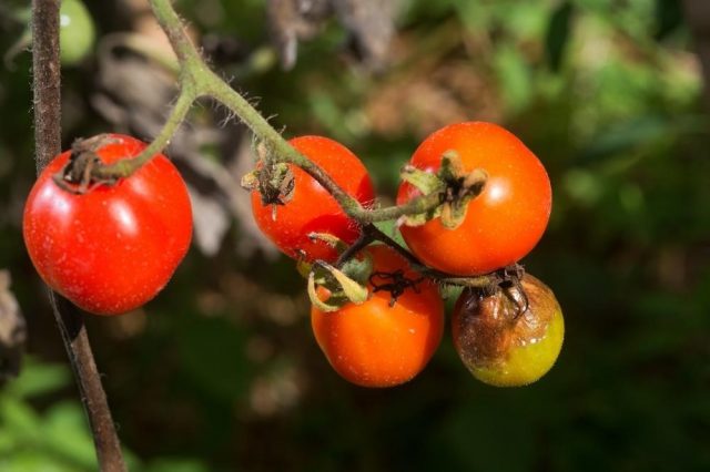 Treatment of gray rot on tomatoes