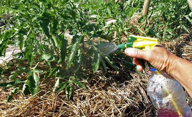 Treatment of gray rot on tomatoes