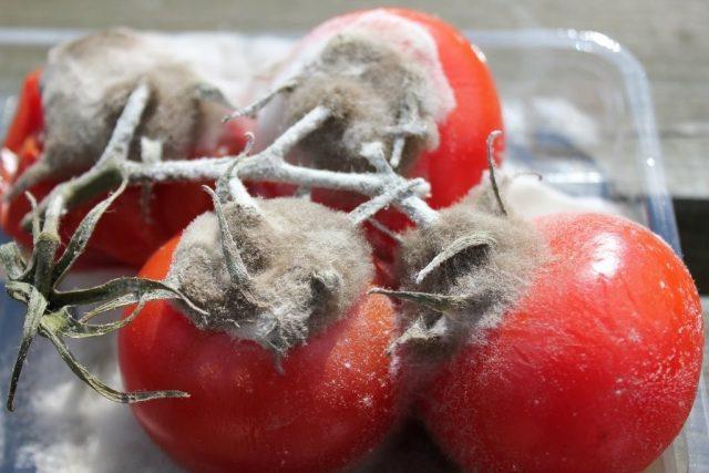 Treatment of gray rot on tomatoes