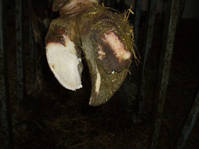 Treatment of hoof diseases in cows