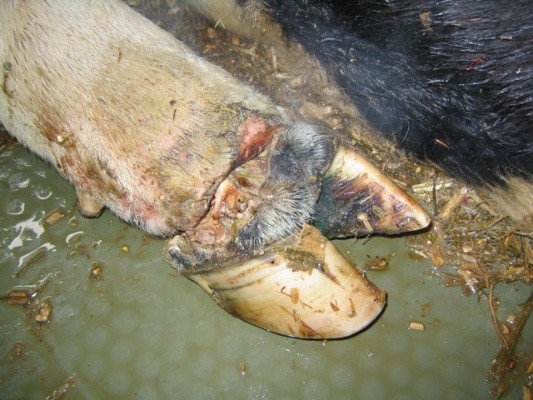 Treatment of hoof diseases in cows