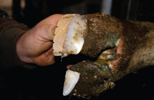 Treatment of hoof diseases in cows