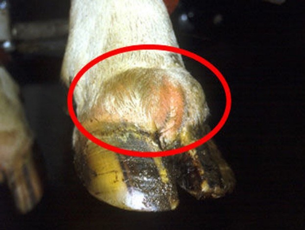 Treatment of hoof diseases in cows