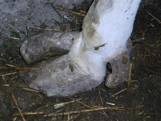 Treatment of hoof diseases in cows