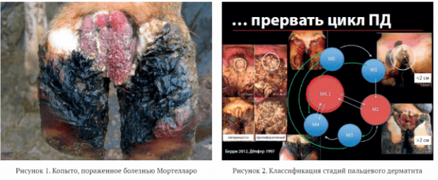 Treatment of hoof diseases in cows