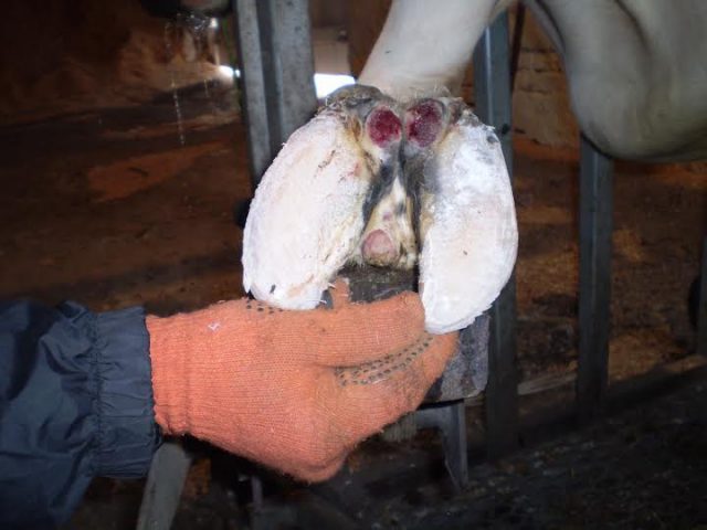 Treatment of hoof diseases in cows