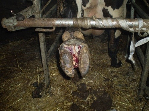 Treatment of hoof diseases in cows