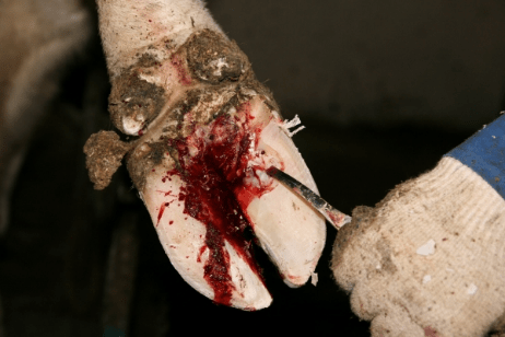 Treatment of hoof diseases in cows