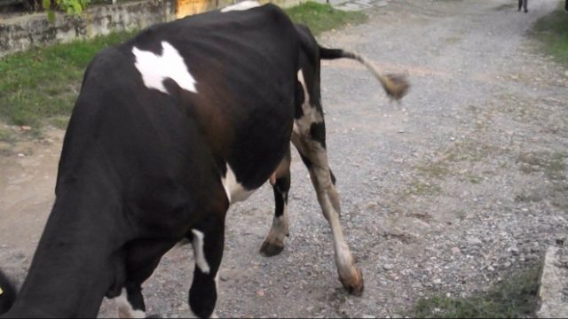 Treatment of hoof diseases in cows