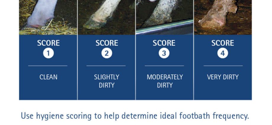 Treatment of hoof diseases in cows