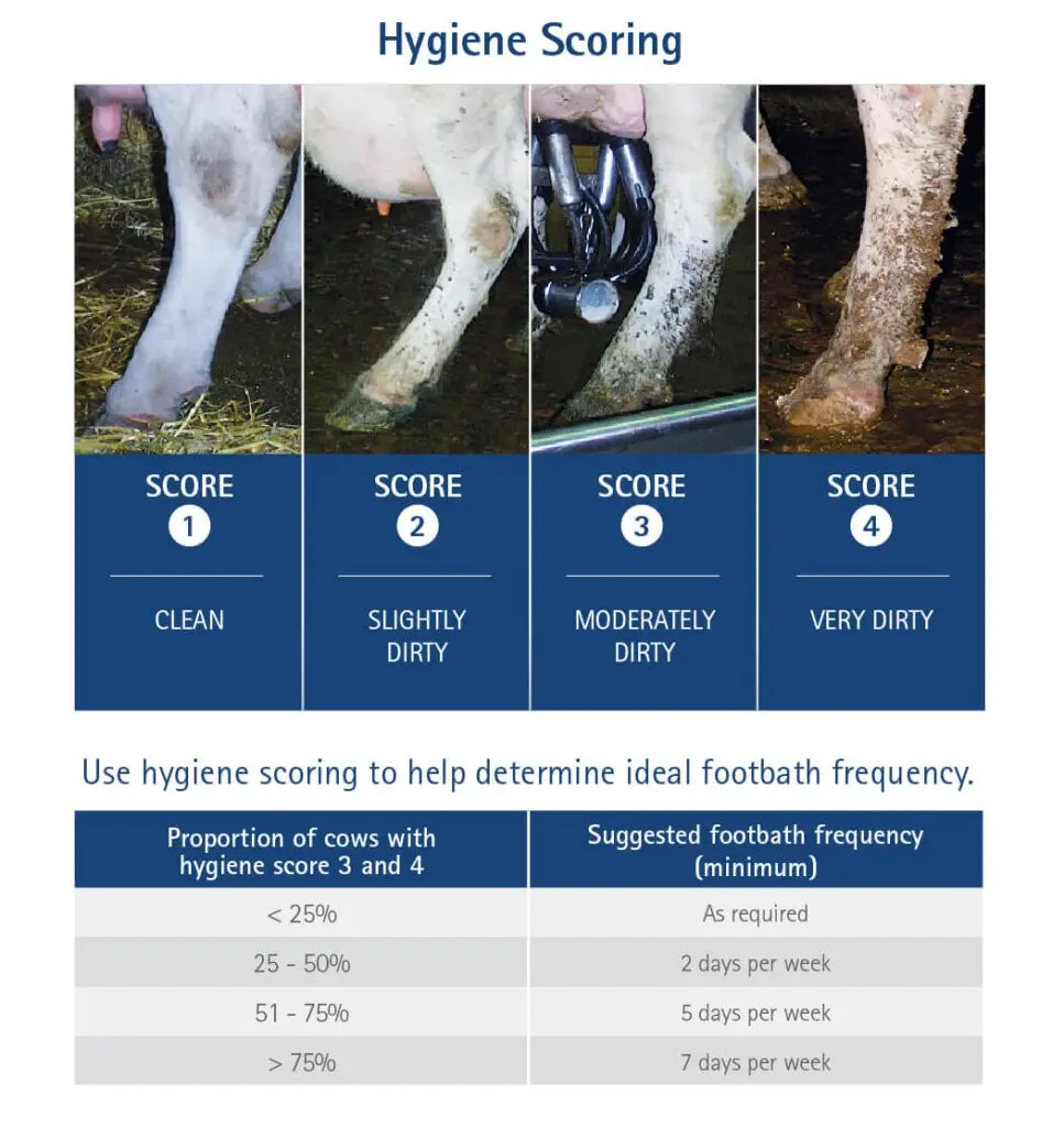 Treatment of hoof diseases in cows