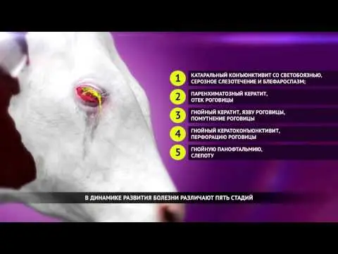 Treatment of keratoconjunctivitis in KRS