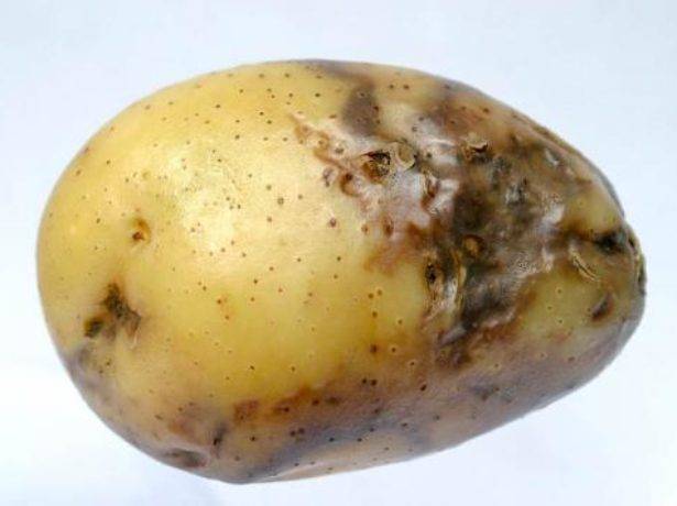 Treatment of potato tubers before planting against phytophthora