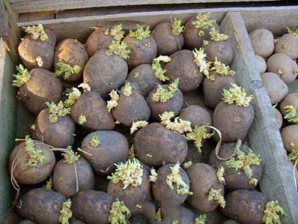 Treatment of potato tubers before planting against phytophthora