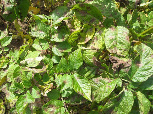 Treatment of potato tubers before planting against phytophthora