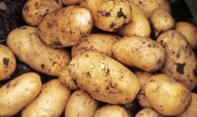 Treatment of potato tubers before planting against phytophthora