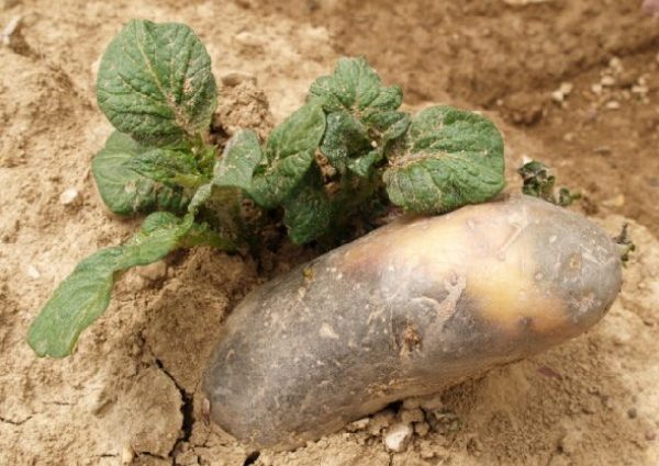 Treatment of potato tubers before planting against phytophthora