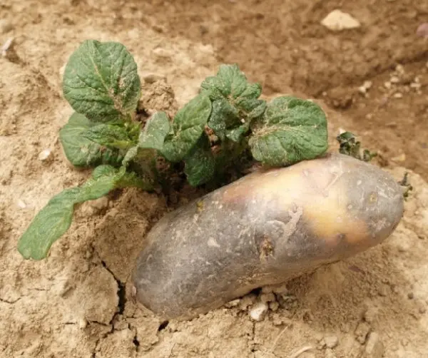 Treatment of potato tubers before planting against phytophthora