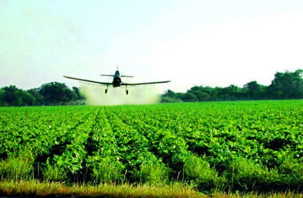 Treatment of potatoes with herbicides: the correct application