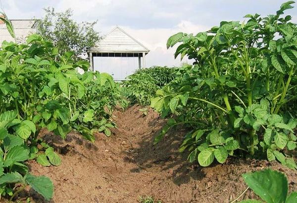 Treatment of potatoes with herbicides: the correct application