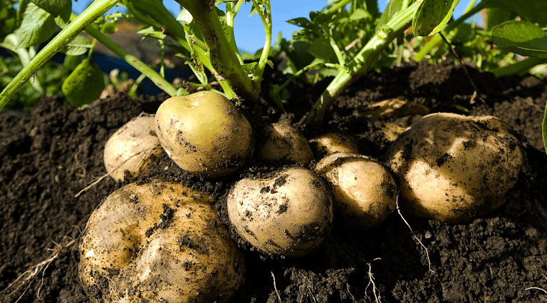 Treatment of potatoes with herbicides: the correct application