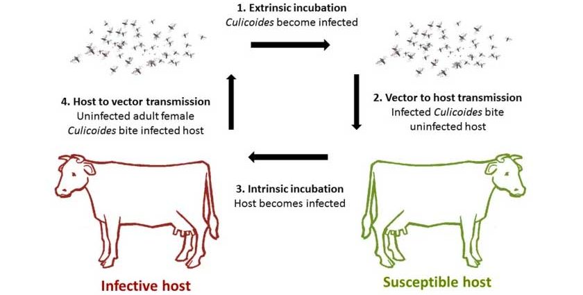 Treatment of Schmallenberg&#8217;s disease