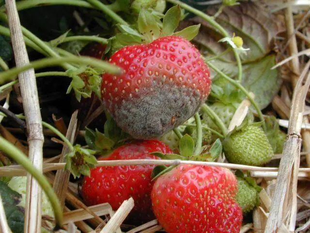 Treatment of strawberries from gray rot during fruiting, after harvest