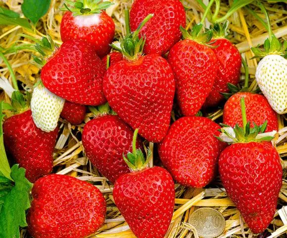 Treatment of strawberries from gray rot during fruiting, after harvest