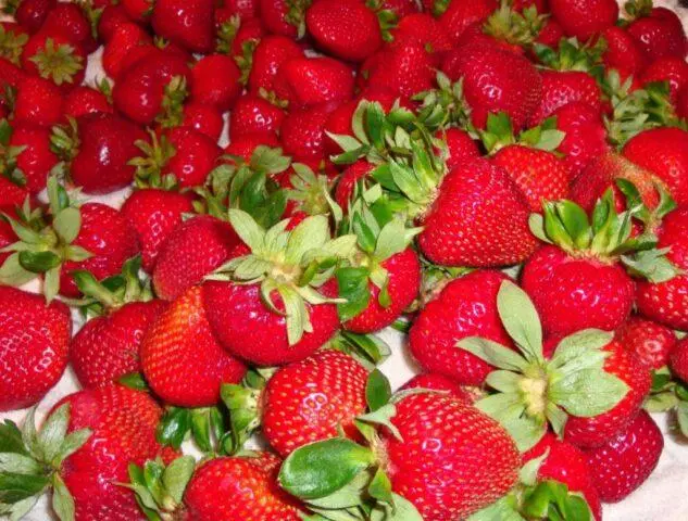 Treatment of strawberries from gray rot during fruiting, after harvest