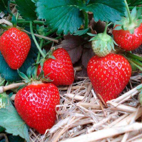 Treatment of strawberries from gray rot during fruiting, after harvest