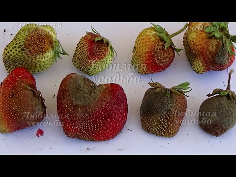 Treatment of strawberries from gray rot during fruiting, after harvest