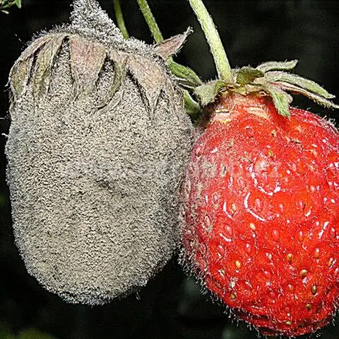 Treatment of strawberries from gray rot during fruiting, after harvest