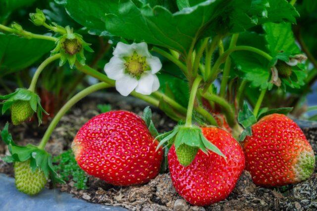 Treatment of strawberries with Phytosporin: during flowering, after harvest