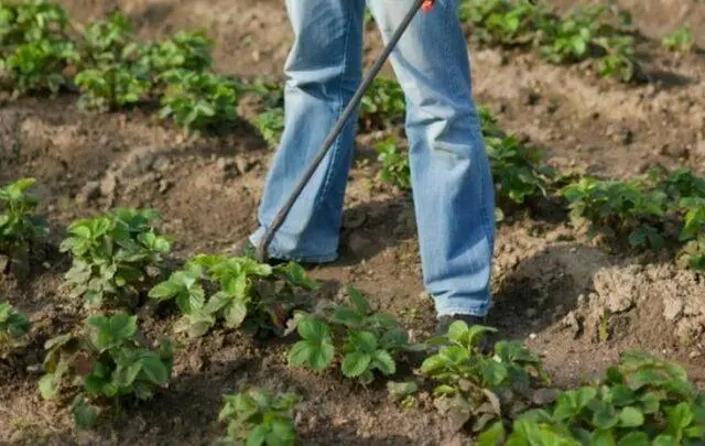 Treatment of strawberries with Phytosporin: during flowering, after harvest