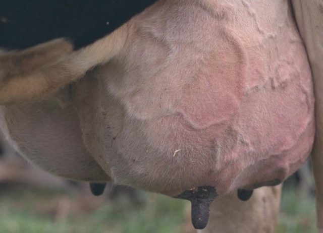 Treatment of subclinical (hidden) mastitis in cows