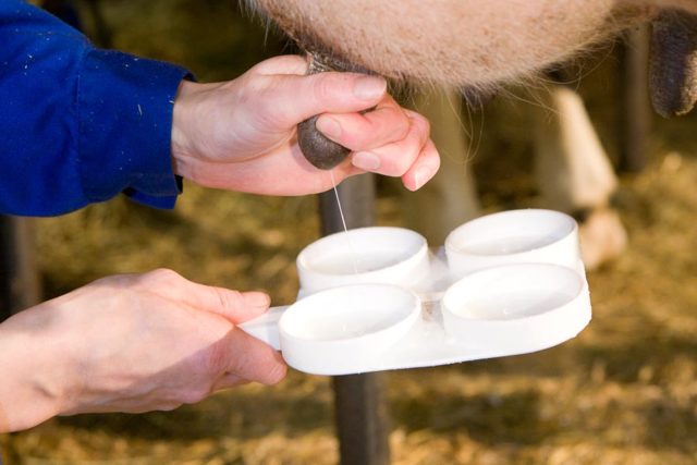 Treatment of subclinical (hidden) mastitis in cows