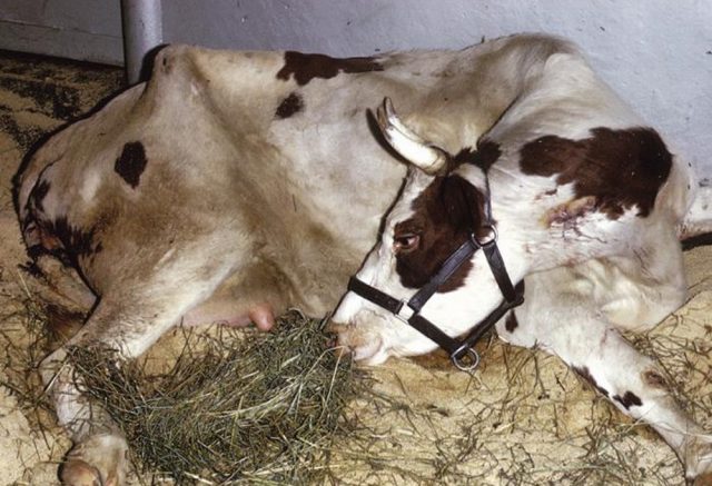 Treatment of vaginitis in cows