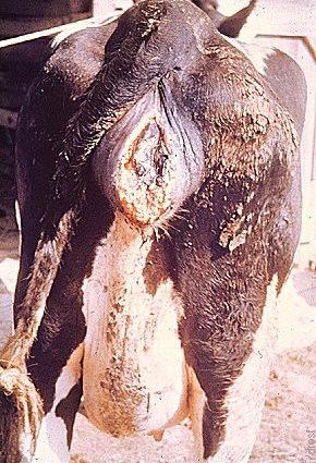 Treatment of vaginitis in cows