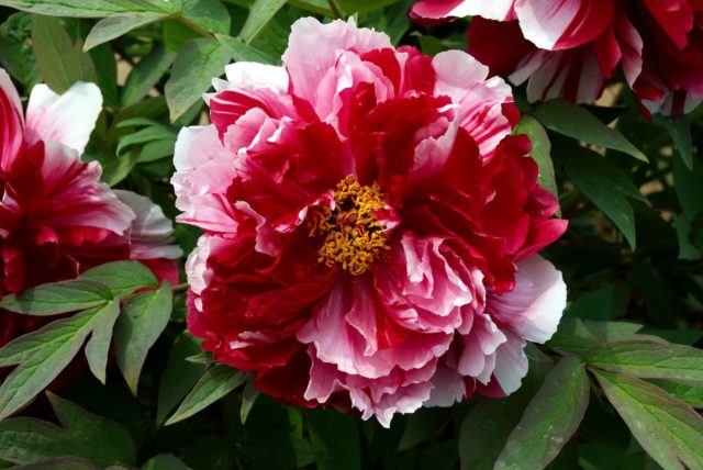 Tree peony: care and cultivation in the Moscow region, preparation for winter