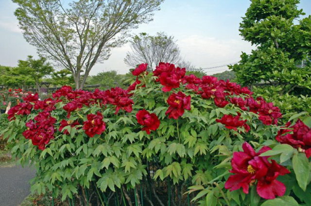 Tree peony: care and cultivation in the Moscow region, preparation for winter