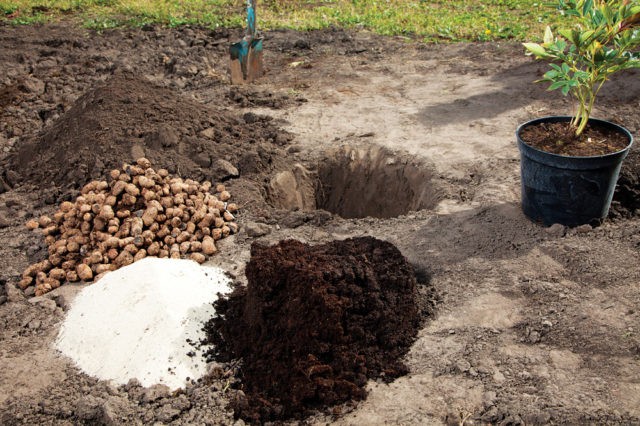 Tree peony: care and cultivation in the Moscow region, preparation for winter