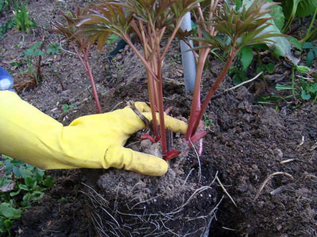 Tree peony: care and cultivation in the Moscow region, preparation for winter