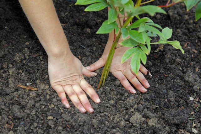 Tree peony: care and cultivation in the Moscow region, preparation for winter