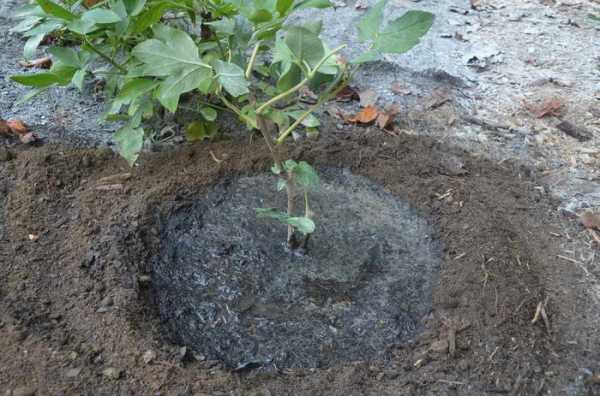 Tree peony: care and cultivation in the Moscow region, preparation for winter