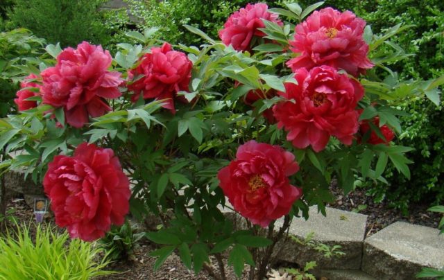 Tree peony: care and cultivation in the Moscow region, preparation for winter