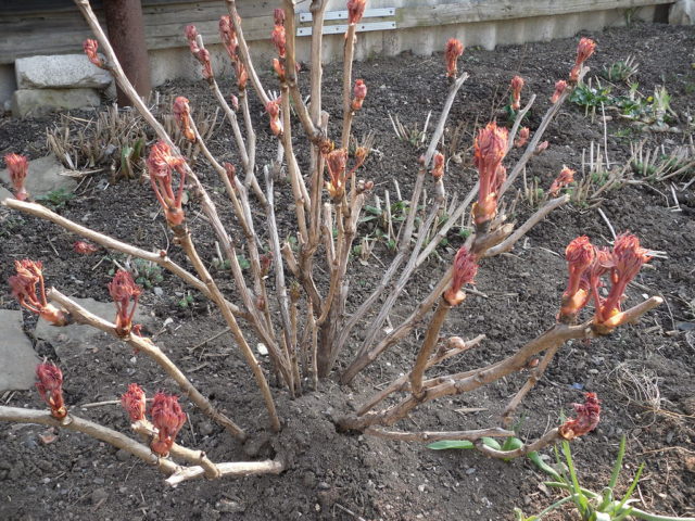 Tree peony: care and cultivation in the Moscow region, preparation for winter